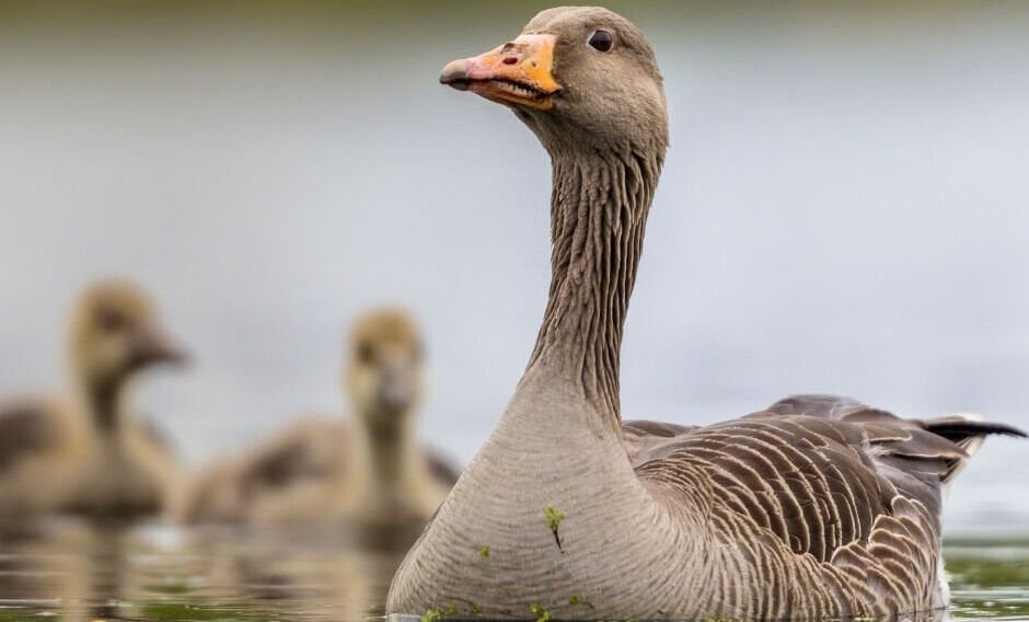 Kars Kurutulmuş Kaz Eti (Geleneksel Yöntem)